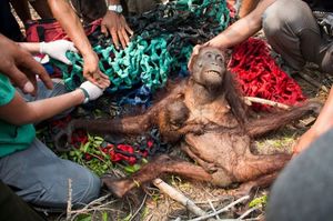 Маму-орангутана и ее малыша спасли от лесного пожара.