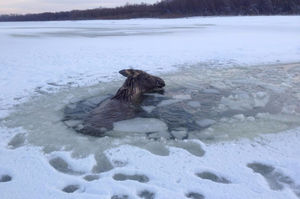 Житель Барнаула спас тонущего в полынье лося