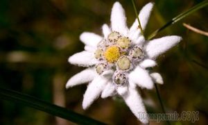 Цветок эдельвейс: выращивание и уход