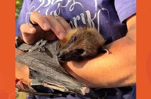 Видео: 33-летняя летучая лисица любит засыпать на руках у человека