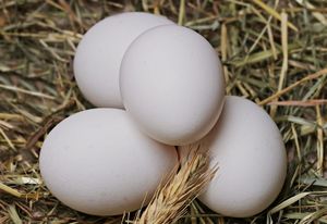 Как правильно взбивается яичный белок для появления крепких и устойчивых белоснежных пиков — секреты профессиональных кондитеров