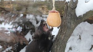 Московский зоопарк показал видео с дразнящими росомаху воронами