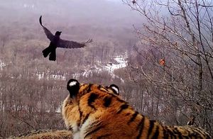Видео: Ворона отчитывает тигра за плохое поведение