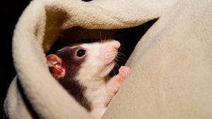 5 мифов о крысах