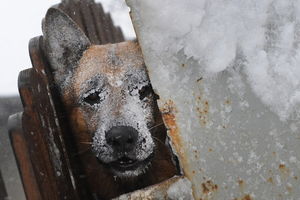 Хозяйка бросила собаку в трескучие морозы на произвол судьбы