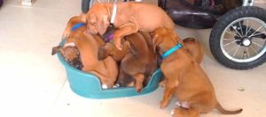 Эти щенки столкнулись с проблемой: кроватка не вмещает их всех. Но посмотрите направо