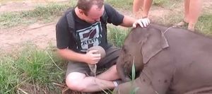 Мужчина решил погладить слоненка, но дальше произошло нечто чудесное!