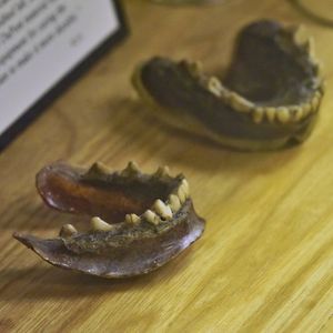 Зубные протезы из плавленной зубной щетки и клыков дохлого койота