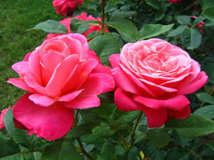 20 самых лучших розовых, малиновых, сиреневых чайно-гибридных роз для вашей дачи