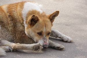 «Только эвтаназия»: зоозащитник рассказала, как решить проблему бродячих собак