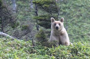 Видео: В объектив камеры случайно попал странный медведь, непохожий на остальных