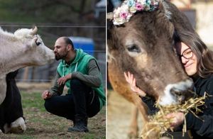 Основатели приюта называют 15 причин, почему коров надо любить, а не растить на фермах