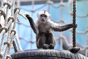 Ученые протестируют на обезьянах нейроимплант для незрячих людей