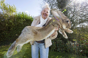 Знакомьтесь! Дериус – самый большой кролик в мире. Вы не поверите, кто его конкурент!