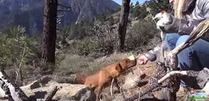История спасения трех сестер-собак, которые жили на склоне горы.