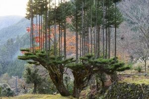 Дайсуги, или как японцы получают древесину, не вырубая леса  