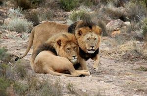 Видео: 5 лет львы заботились о сородиче, попавшем в ловушку браконьеров