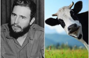 Почему корова была любимицей Фиделя Кастро, и как она стала надеждой кубинцев