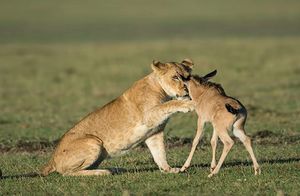 Видео: Что побудило львицу охранять детеныша антилопы — материнский инстинкт или охота