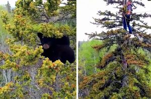 Испугавшись, медвежата залезли на вершину 20-метрового дерева, но слезть уже не смогли