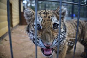 Заплутавшего тигренка ищут в Дмитровском районе Подмосковья