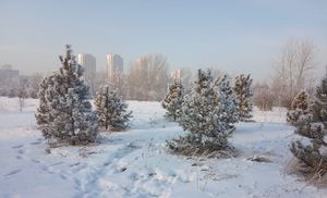Прогулка по острову Татышев в морозный день 