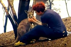 Видео: вся надежда на человека — трогательные моменты спасения животных