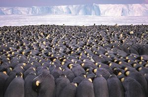 Как пингвины согревают друг друга во время снежных буранов, когда температура –60°C