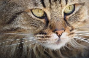 Видео: Почему у котиков вертикальные зрачки