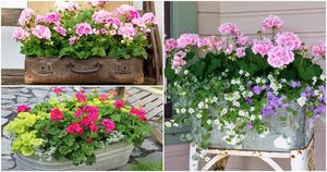Удивительно красивые цветочные композиции с пеларгониями — идеальный вариант для сада и балкона