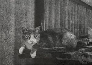 "Люди приносили на пункты сбора своих лучших котов", - как кошки спасали Ленинград и чем закончилась эта "битва"