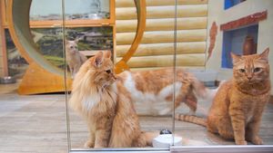 Эксперт рассказала, как помочь кошке ужиться дома с другим животным