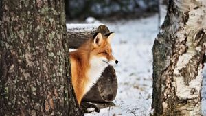 Охотовед рассказал, стоит ли опасаться диких лис
