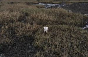 Видео: Собаку вытащили из болота с помощью дрона и сосиски на веревке
