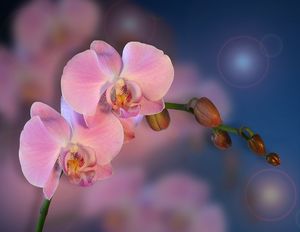 Почему вянет орхидея: названы главные причины и решения