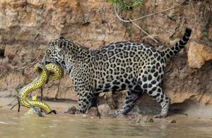 Противостояние ягуара и анаконды было снято на видео в Бразилии