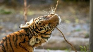 Специалисты потеряли следы тигренка в Подмосковье и прекратили поиски
