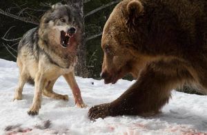 За что волки так не любят медведей, хотя давно научились их гениально обманывать