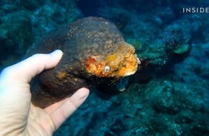 Видео: Как добывают морских губок и почему продают по $30 за штуку
