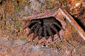 Видео: Как выглядит молниеносная охота ктенизидов, самых древних пауков планеты