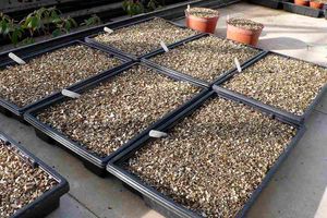 Что такое вермикулит: свойства и использование в садоводстве