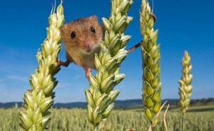 Мышки-малютки глазами фотографа