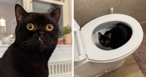 17 фотографий, которые доказывают, что чёрные коты приносят в дом не несчастья, а только милоту