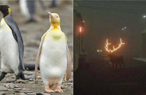 Светящиеся рога оленей и желтый пингвин: 8 вещей, о которых не каждый знает