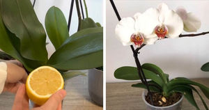Хитрость с лимоном, которая поможет орхидее обильно цвести. Упругие, жёсткие листья — залог здоровья и цветения орхидеи