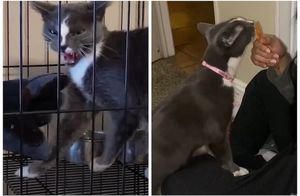 Видео: Как удалось превратить дикую кошку в ласкового питомца