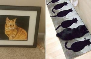 Найти кота на фото: 20 снимков, доказывающих, что кошки отличные маскировщики