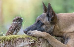 Закадычные друзья: 15 фотографий о дружбе бельгийской овчарки и совёнка