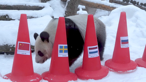Панды в столичном зоопарке предсказали результаты предстоящих Олимпийских игр