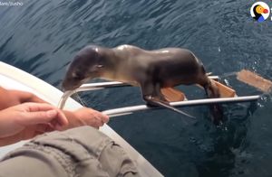 Видео: Раненый морской лев забрался на лодку и попросил помощи у людей